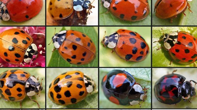 Harmonia axyridis01 | موسوعة الشرق الأوسط