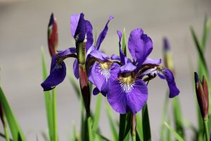 Iris flower | موسوعة الشرق الأوسط