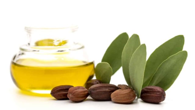 Jojoba Oil | موسوعة الشرق الأوسط