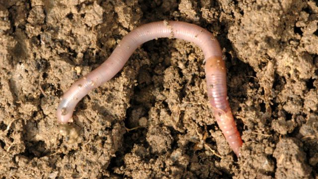 Jumping worms | موسوعة الشرق الأوسط