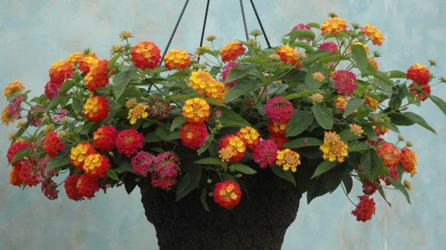 Lantana whole plant | موسوعة الشرق الأوسط