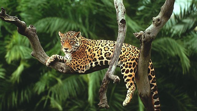 Manu biosphere jaguar | موسوعة الشرق الأوسط