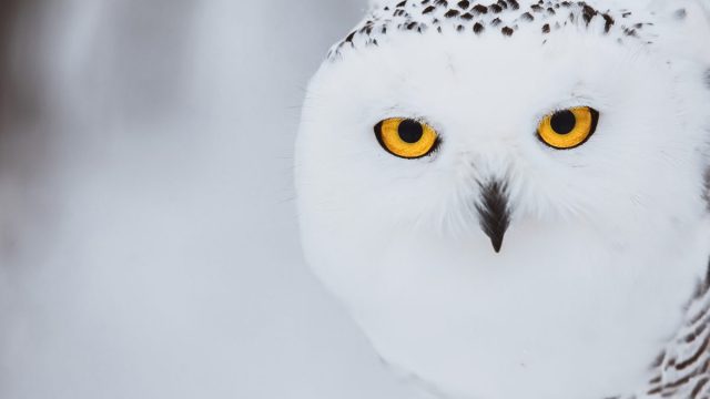 Owl | موسوعة الشرق الأوسط