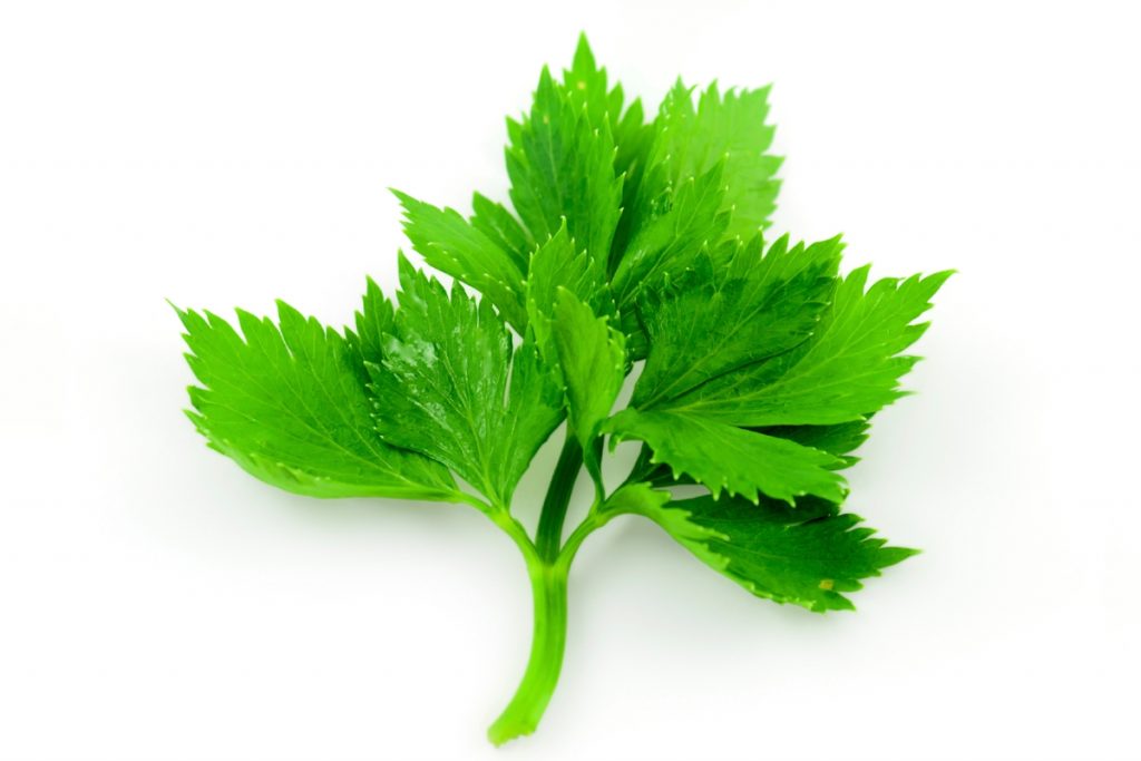 Parsley 4 | موسوعة الشرق الأوسط