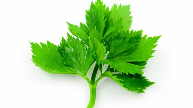 Parsley 4 | موسوعة الشرق الأوسط