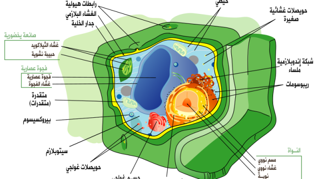 Plant cell structure ar.svg | موسوعة الشرق الأوسط