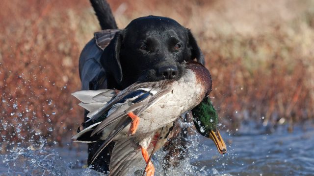 Post Season Training for Retrievers | موسوعة الشرق الأوسط