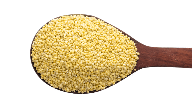 Proso Millet | موسوعة الشرق الأوسط