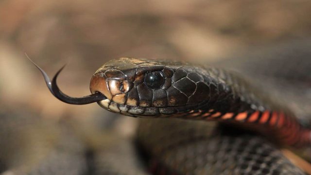 Red bellied Black Snake Awabakal | موسوعة الشرق الأوسط