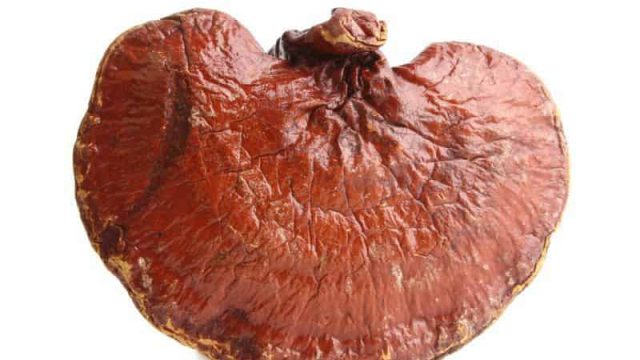 Reishi lingzhi ganoderma lucidum organic | موسوعة الشرق الأوسط