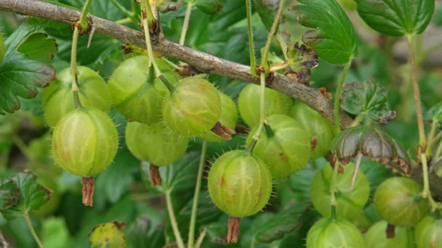 Ribes uva crispa | موسوعة الشرق الأوسط