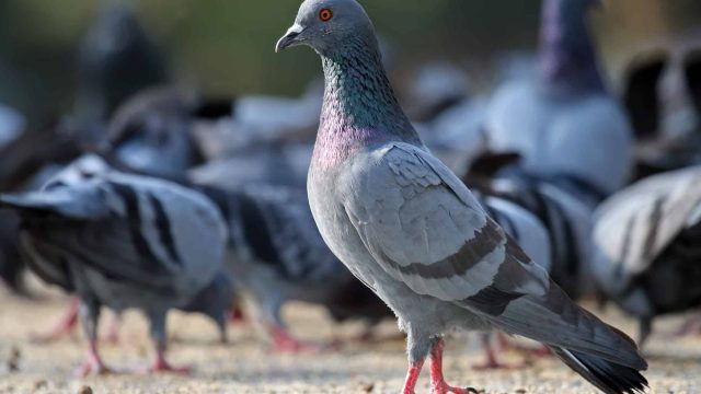 Rock Pigeon Columba livia | موسوعة الشرق الأوسط