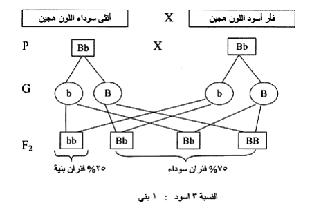 Screenshot 1014 | موسوعة الشرق الأوسط