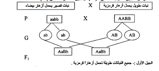 Screenshot 1126 | موسوعة الشرق الأوسط