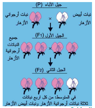 Screenshot 822 | موسوعة الشرق الأوسط