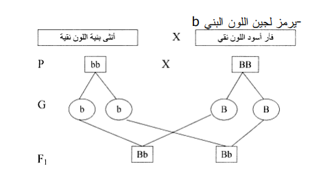 Screenshot 916 | موسوعة الشرق الأوسط