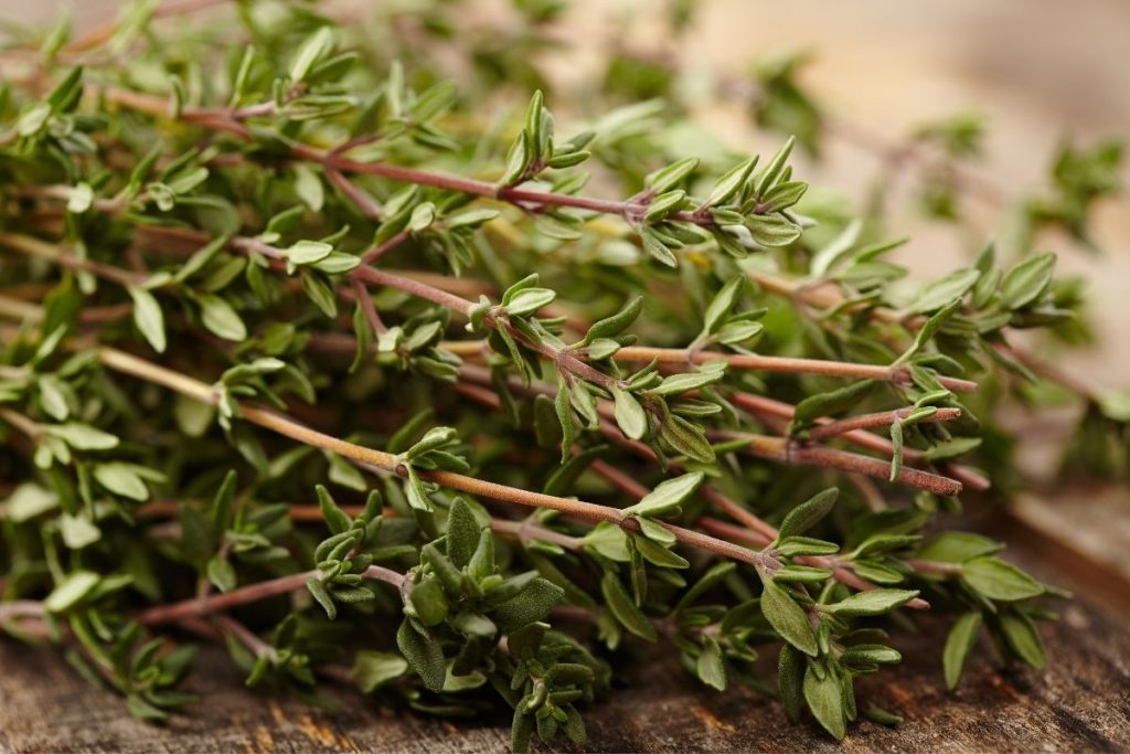 Thyme Bay Leaf Substitutes | موسوعة الشرق الأوسط