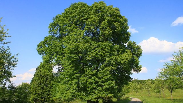 Tilia platyphyllos Kellerwald 001 | موسوعة الشرق الأوسط