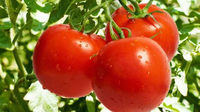 Tomatovvvvvvvvv | موسوعة الشرق الأوسط