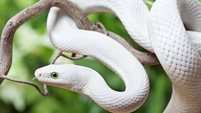 White Snake Dream Meaning | موسوعة الشرق الأوسط