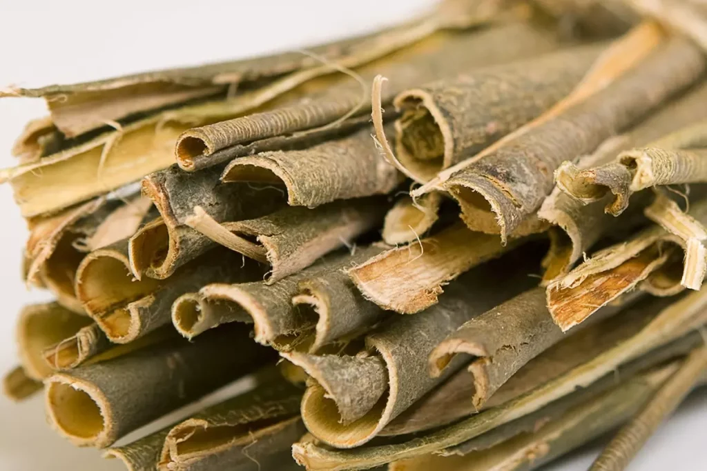 White willow bark Salix alba | موسوعة الشرق الأوسط