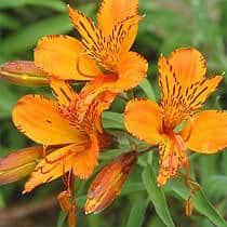 alstroemeria aurea | موسوعة الشرق الأوسط