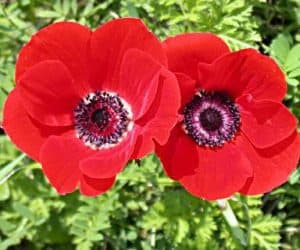 anemone | موسوعة الشرق الأوسط