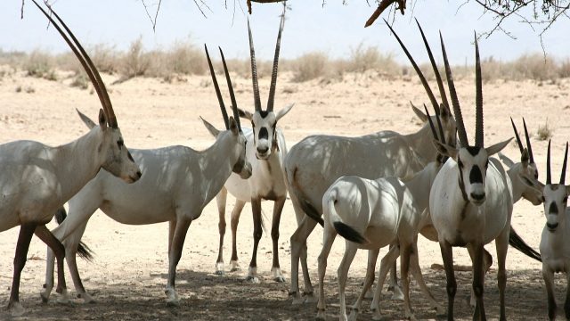 arabian oryx 596806 1280 | موسوعة الشرق الأوسط