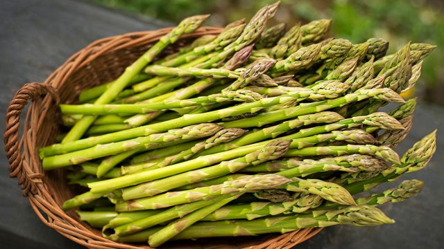 asparagus | موسوعة الشرق الأوسط