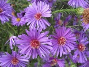 aster alpinus 4642 | موسوعة الشرق الأوسط