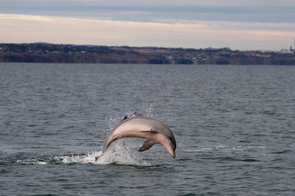 australian dolphins 5 | موسوعة الشرق الأوسط