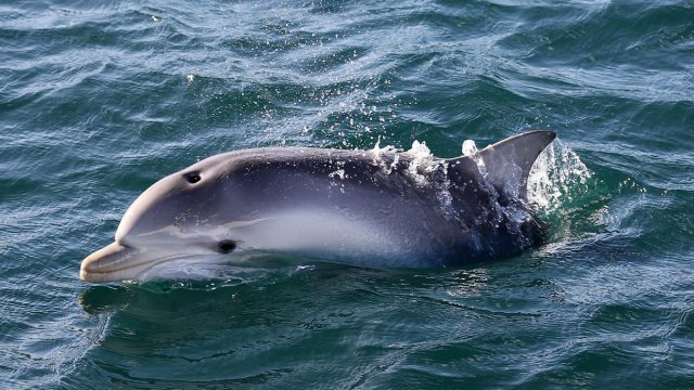 australian dolphins 9 | موسوعة الشرق الأوسط