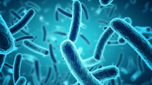 bacteria1 1 | موسوعة الشرق الأوسط