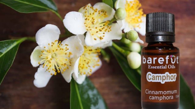 barefut Camphor Essential Oil | موسوعة الشرق الأوسط