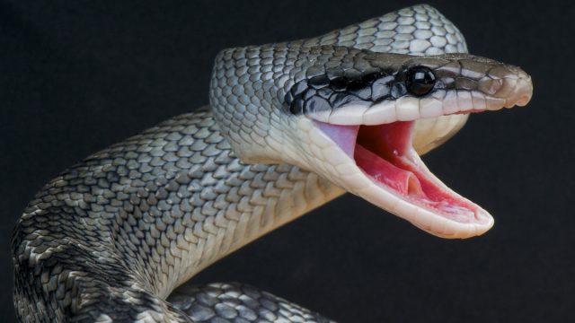 biting snake feature | موسوعة الشرق الأوسط