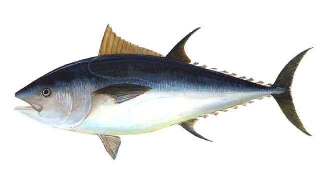 bluefin tuna wikipedia 1200x800 | موسوعة الشرق الأوسط