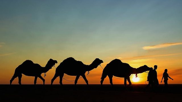 camel 1500946553 | موسوعة الشرق الأوسط