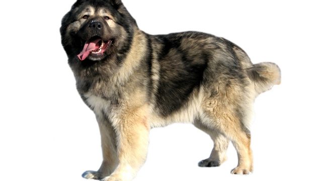 caucasian shepherd adult | موسوعة الشرق الأوسط