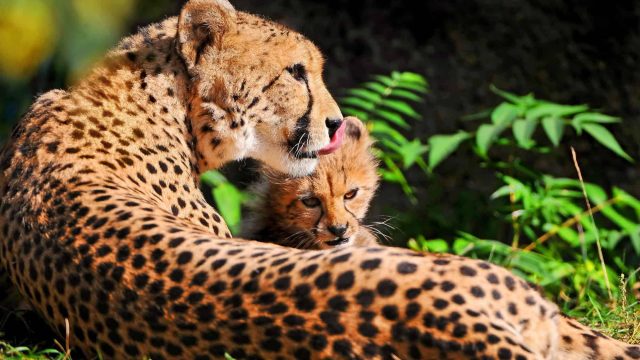 cheetah images hd | موسوعة الشرق الأوسط