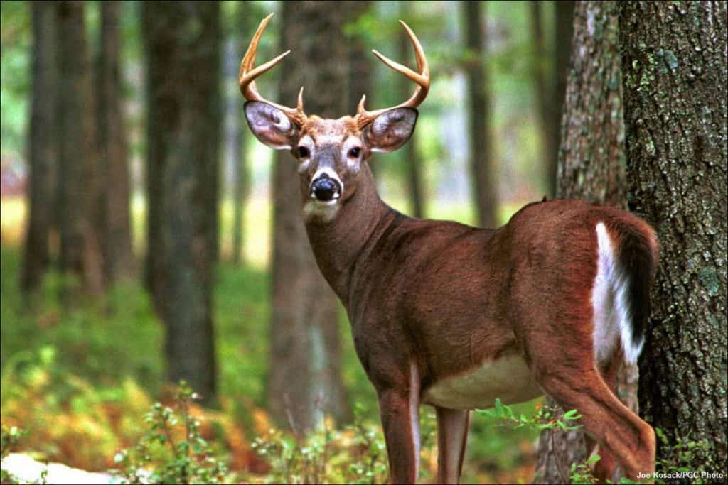 ci white tailed deer buck joe 3jpg f99ade8ea6cb753c | موسوعة الشرق الأوسط