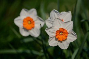 daffodil | موسوعة الشرق الأوسط