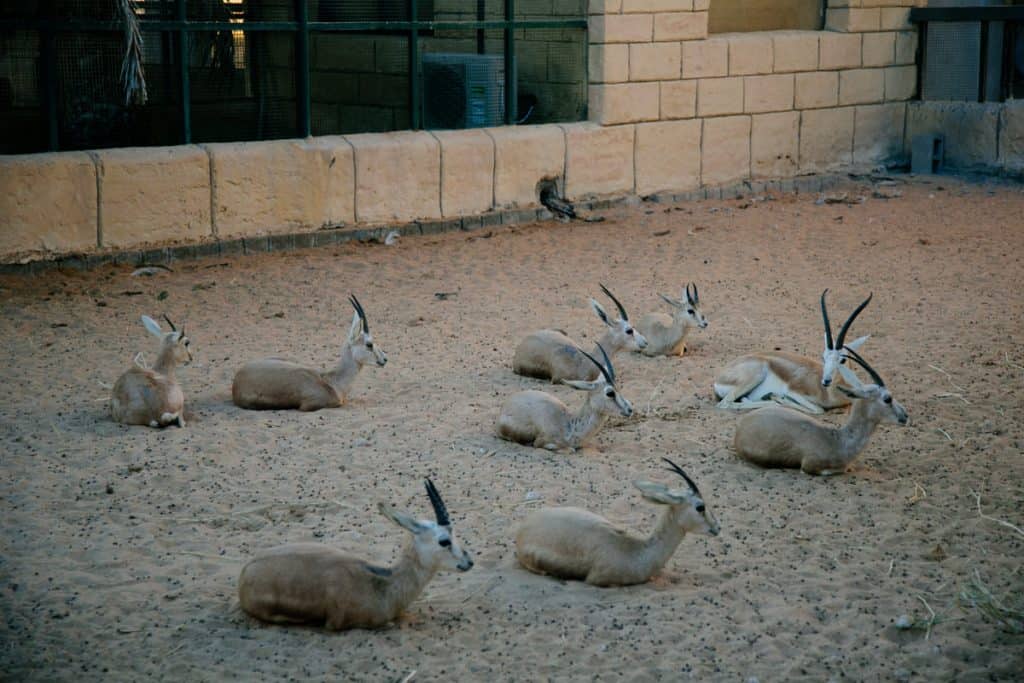 emirates park zoo 00007 | موسوعة الشرق الأوسط