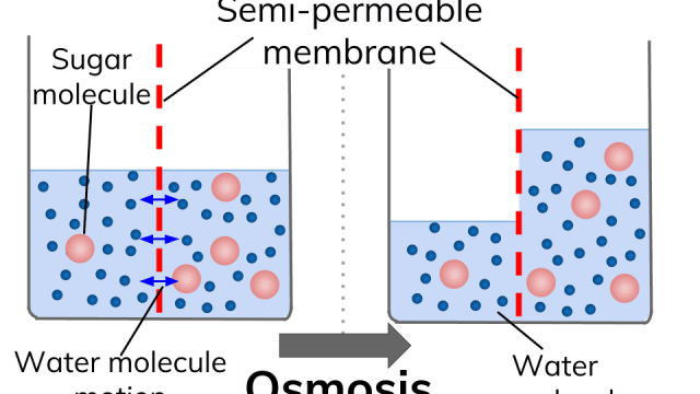 fVuO42VDRNaNEFfi4gUd Osmosis e604b0115b3b1814de9c491da8306b04 1034a | موسوعة الشرق الأوسط