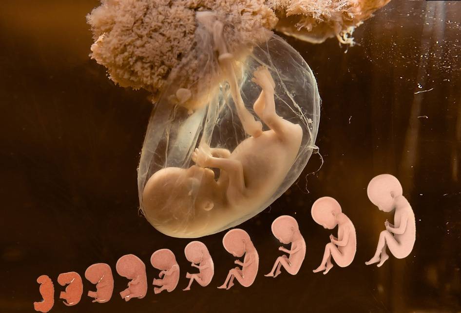 fetus | موسوعة الشرق الأوسط