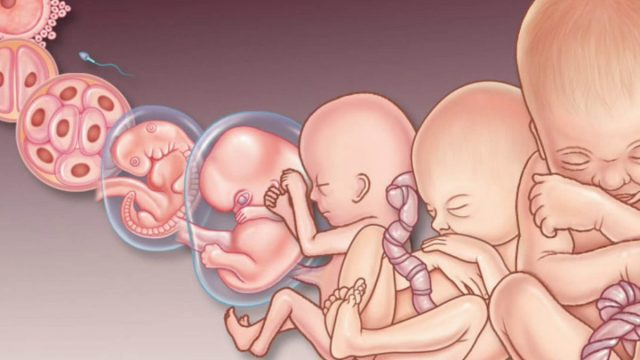 fetus1 | موسوعة الشرق الأوسط