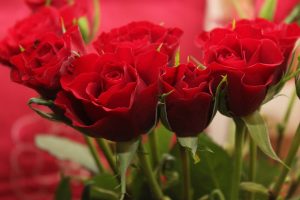 flowers love red roses valentines day 924831.jpgd | موسوعة الشرق الأوسط