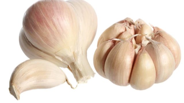 garlic | موسوعة الشرق الأوسط