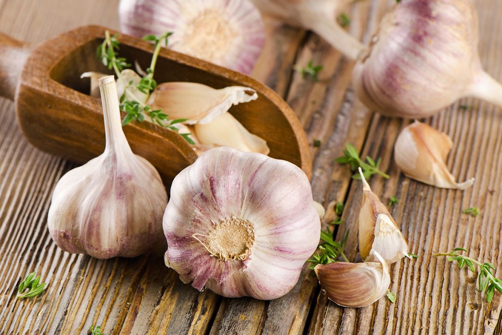 garlic feature 1200 | موسوعة الشرق الأوسط