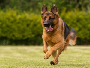 german shepherd dog photo 2 | موسوعة الشرق الأوسط