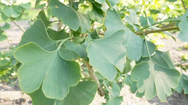 ginkgo biloba n2 | موسوعة الشرق الأوسط